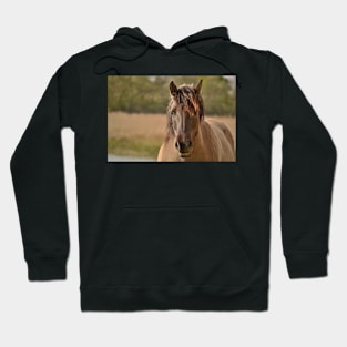 Portrait of a Konik horse Hoodie